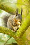 european squirrel