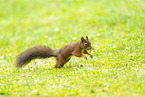 Red squirrel