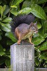 squirrel