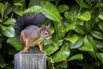 squirrel