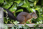 squirrel