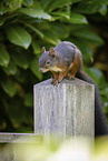 squirrel