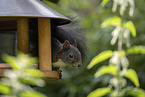 squirrel