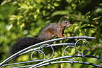 squirrel