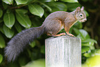 squirrel