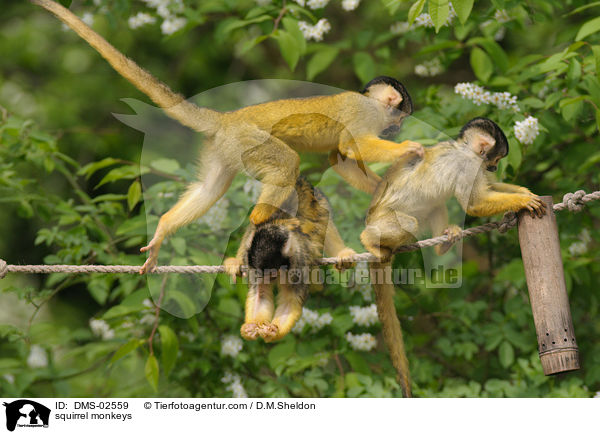 Totenkopfffchen / squirrel monkeys / DMS-02559