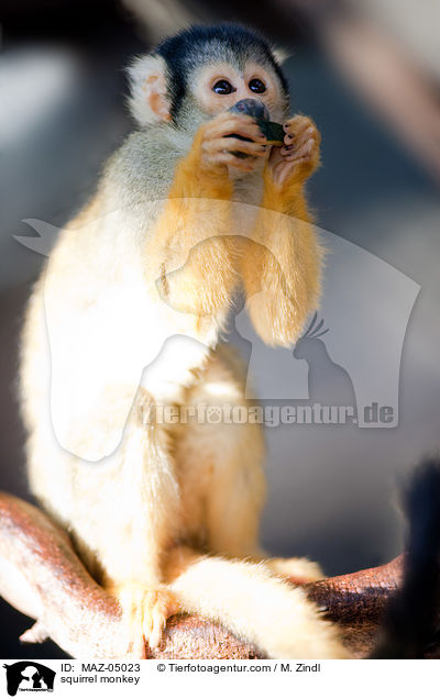 Totenkopfffchen / squirrel monkey / MAZ-05023