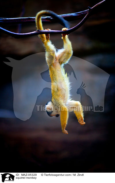 squirrel monkey / MAZ-05329