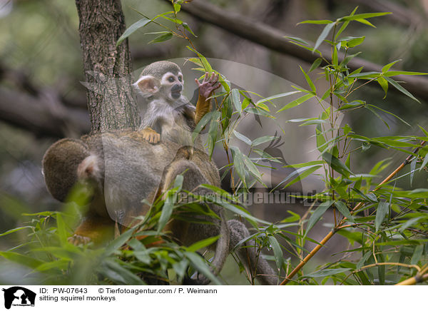 sitzende Totenkopfffchen / sitting squirrel monkeys / PW-07643