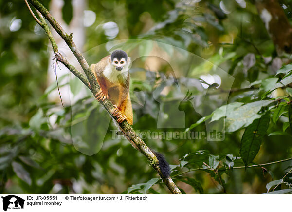 squirrel monkey / JR-05551