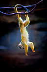 squirrel monkey