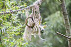 Squirrel Monkey
