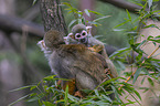 sitting squirrel monkeys