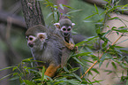 sitting squirrel monkeys