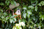 squirrel monkey