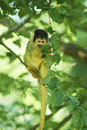 squirrel monkey
