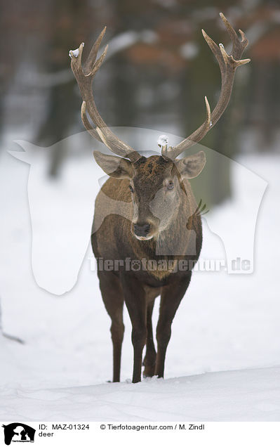 deer / MAZ-01324