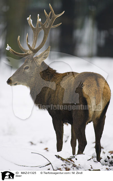 deer / MAZ-01325