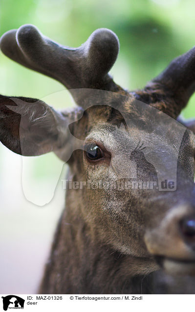 deer / MAZ-01326