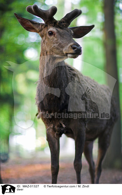 deer / MAZ-01327