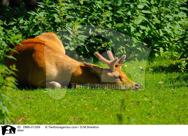 deer / DMS-01269