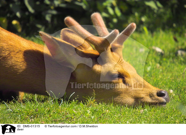 deer / DMS-01315