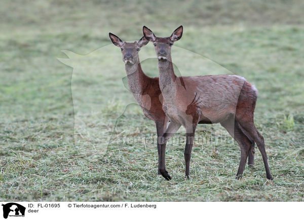 deer / FL-01695