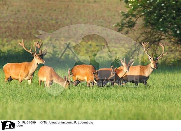 deer / FL-01699
