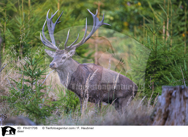 Hirsch / deer / FH-01706