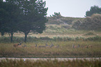 deers