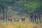 deers