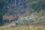 deer
