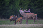 deers