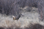 deer