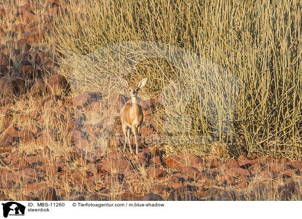 Steinbckchen / steenbok / MBS-11260