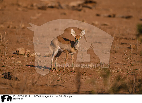 Steinbckchen / steenbok / SVS-01619