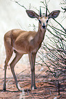 steenbok
