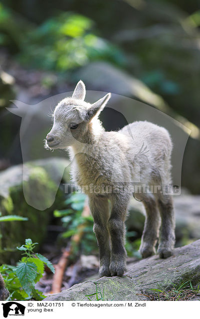 young ibex / MAZ-01751