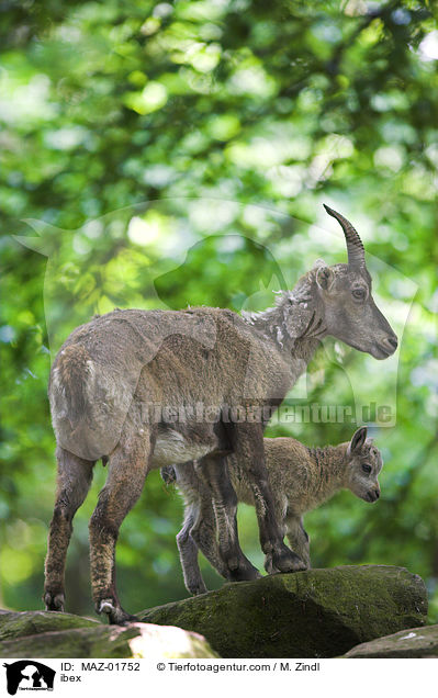 Steinbock / ibex / MAZ-01752