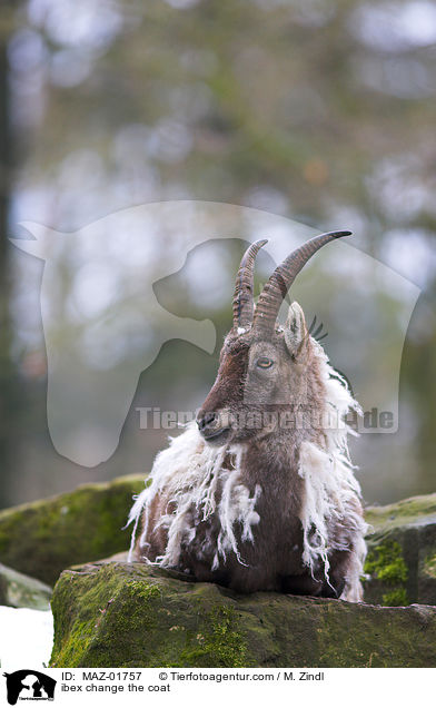 ibex change the coat / MAZ-01757