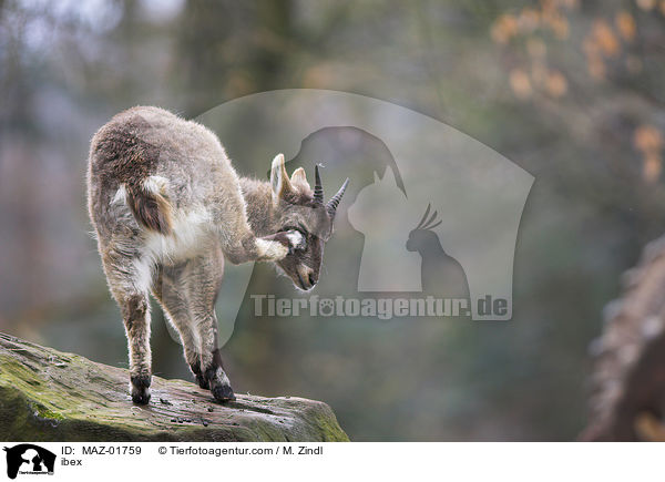 Steinbock / ibex / MAZ-01759