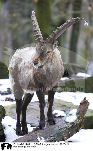 ibex change the coat / MAZ-01761