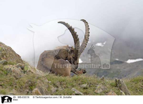 ibex / WS-03019