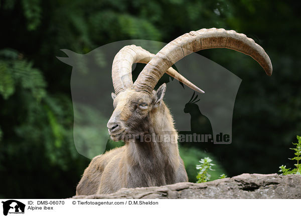 Alpine ibex / DMS-06070