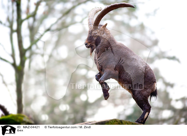 Steinbock / ibex / MAZ-04421