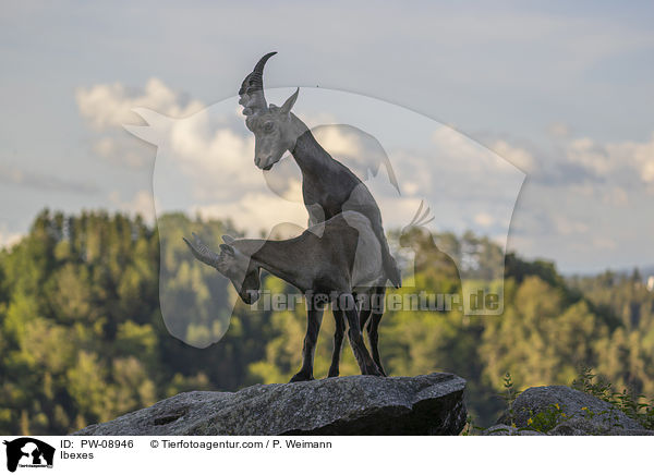 Steinbcke / Ibexes / PW-08946