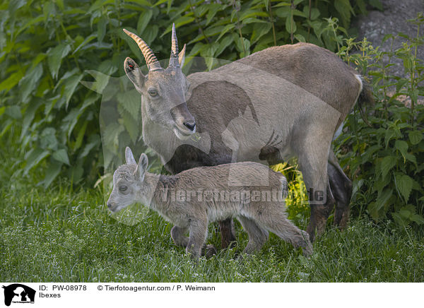 Steinbcke / Ibexes / PW-08978