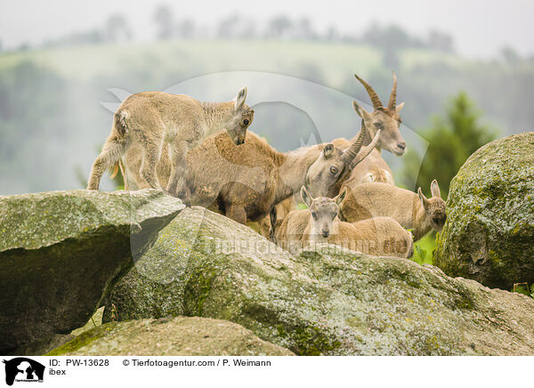 Steinbock / ibex / PW-13628