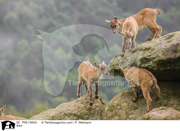 Steinbock / ibex / PW-13642