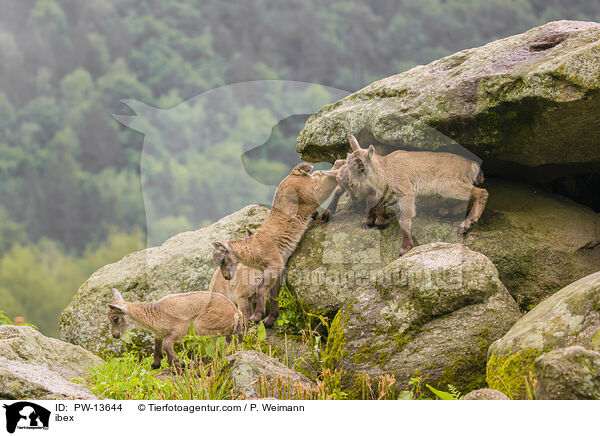 Steinbock / ibex / PW-13644